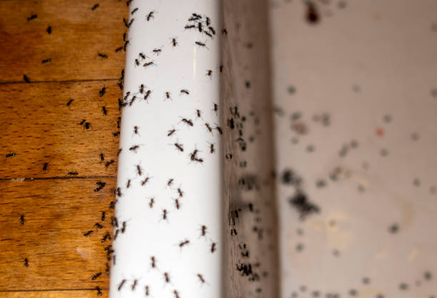 Best Affordable Pest Control Services  in Menands, NY