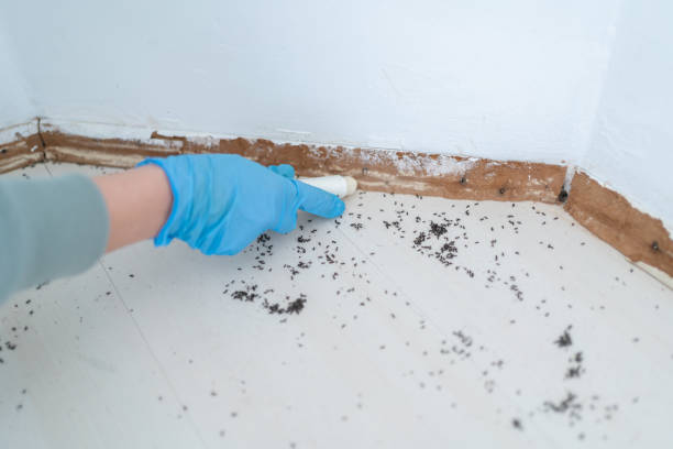 Best Termite Control Services  in Menands, NY